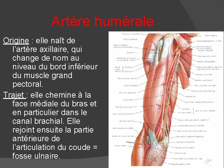 Artère humérale Origine : elle naît de l’artère axillaire, qui change de nom au