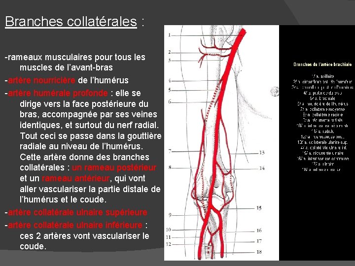 Branches collatérales : -rameaux musculaires pour tous les muscles de l’avant-bras -artère nourricière de