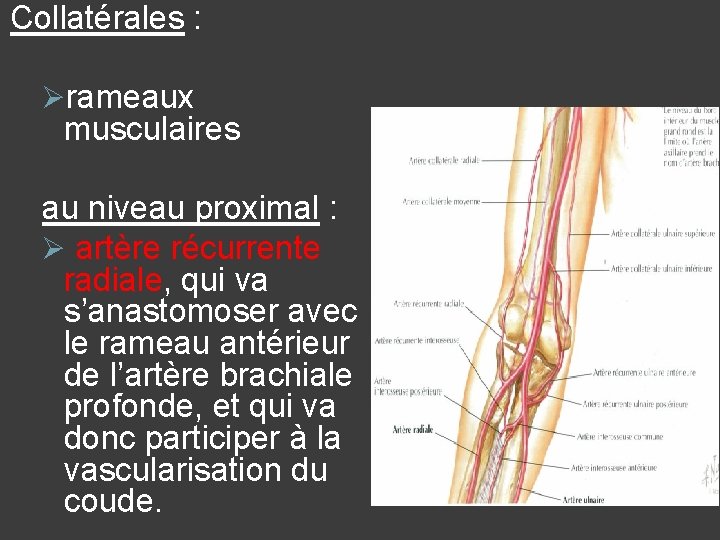Collatérales : Ørameaux musculaires au niveau proximal : Ø artère récurrente radiale, qui va