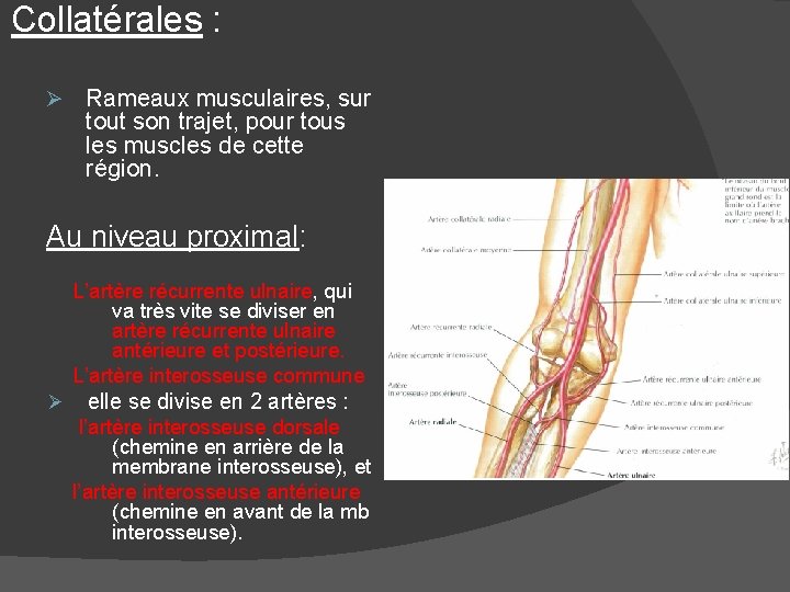 Collatérales : Ø Rameaux musculaires, sur tout son trajet, pour tous les muscles de