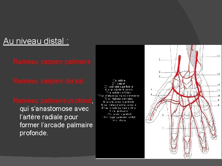 Au niveau distal : Rameau carpien palmaire Rameau carpien dorsal Rameau palmaire profond, qui