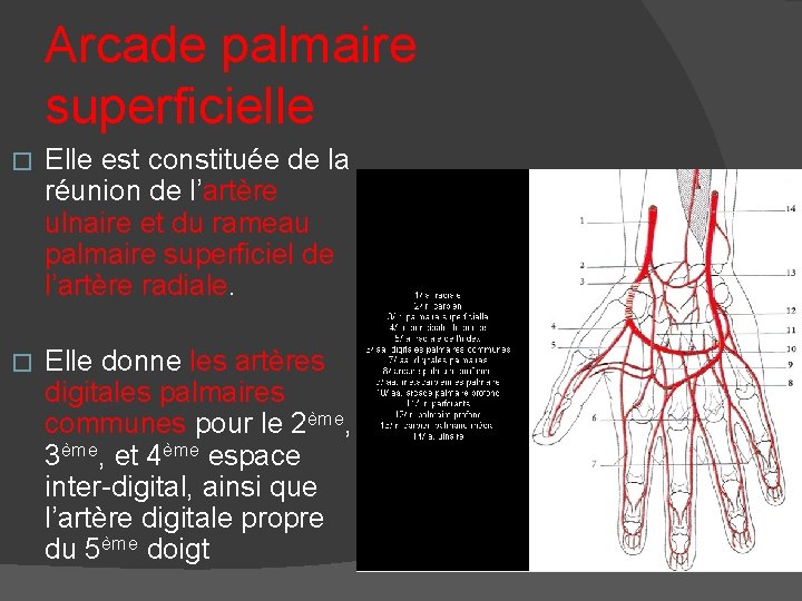 Arcade palmaire superficielle � Elle est constituée de la réunion de l’artère ulnaire et