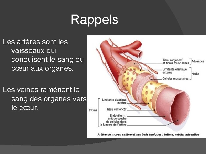 Rappels Les artères sont les vaisseaux qui conduisent le sang du cœur aux organes.
