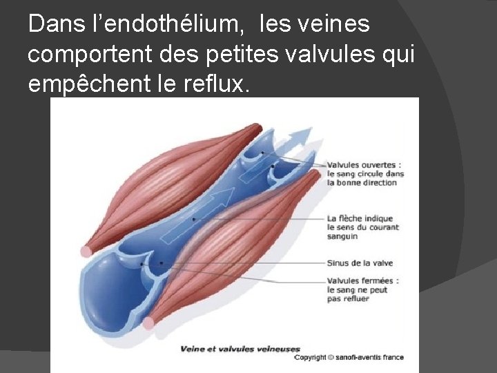 Dans l’endothélium, les veines comportent des petites valvules qui empêchent le reflux. 