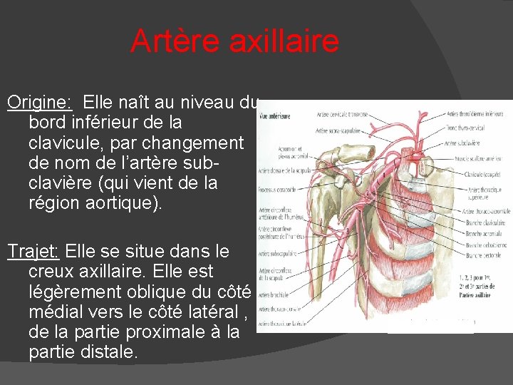 Artère axillaire Origine: Elle naît au niveau du bord inférieur de la clavicule, par