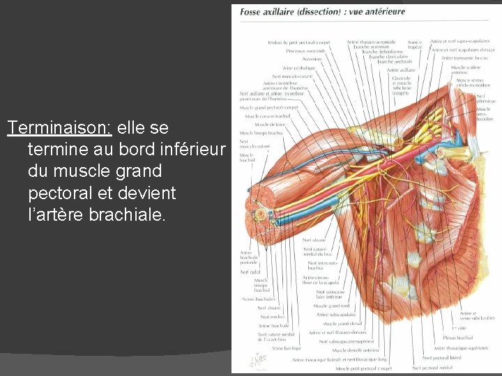 Terminaison: elle se termine au bord inférieur du muscle grand pectoral et devient l’artère