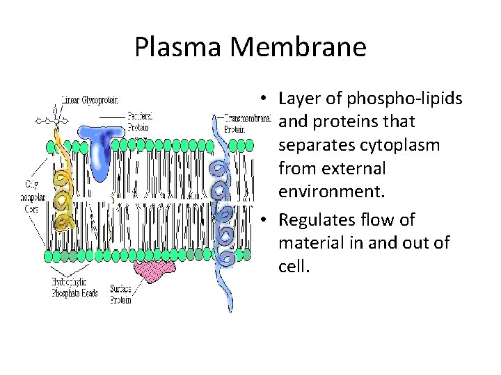 Plasma Membrane • Layer of phospho-lipids and proteins that separates cytoplasm from external environment.