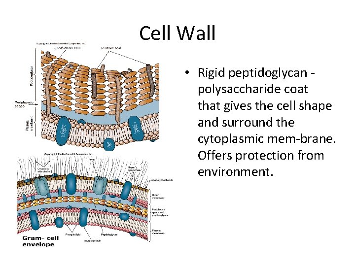 Cell Wall • Rigid peptidoglycan polysaccharide coat that gives the cell shape and surround
