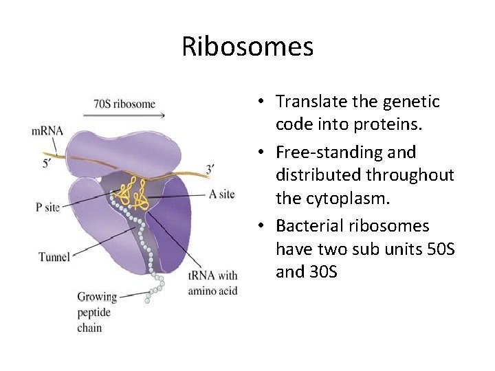 Ribosomes • Translate the genetic code into proteins. • Free-standing and distributed throughout the