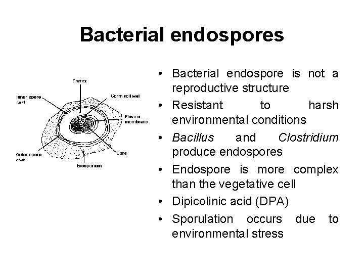 Bacterial endospores • Bacterial endospore is not a reproductive structure • Resistant to harsh