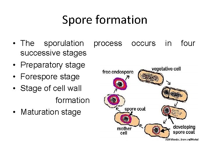 Spore formation • The sporulation process successive stages • Preparatory stage • Forespore stage