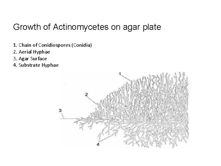 Growth of Actinomycetes on agar plate 1. Chain of Conidiospores (Conidia) 2. Aerial Hyphae