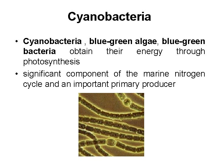 Cyanobacteria • Cyanobacteria , blue-green algae, blue-green bacteria obtain their energy through photosynthesis •