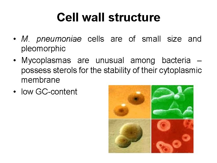 Cell wall structure • M. pneumoniae cells are of small size and pleomorphic •