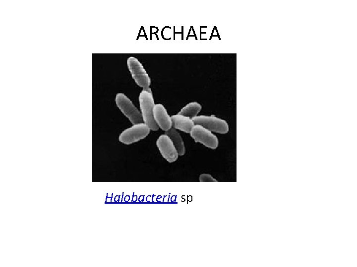 ARCHAEA Halobacteria sp 