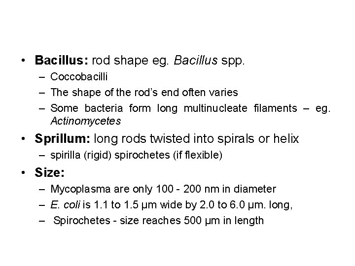  • Bacillus: rod shape eg. Bacillus spp. – Coccobacilli – The shape of