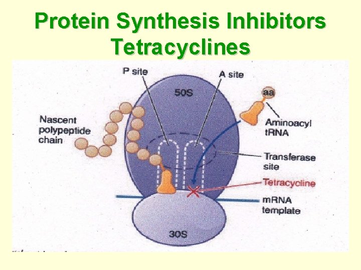 Protein Synthesis Inhibitors Tetracyclines 