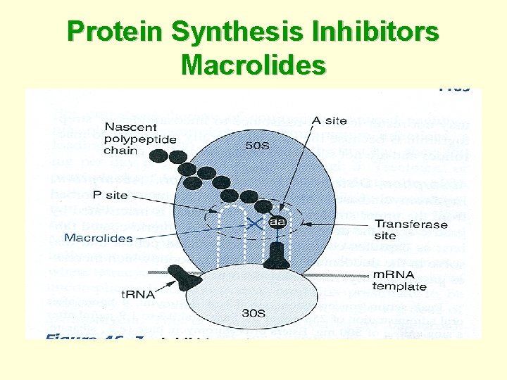 Protein Synthesis Inhibitors Macrolides 