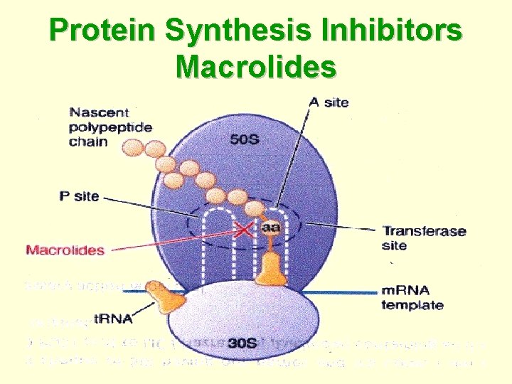 Protein Synthesis Inhibitors Macrolides 