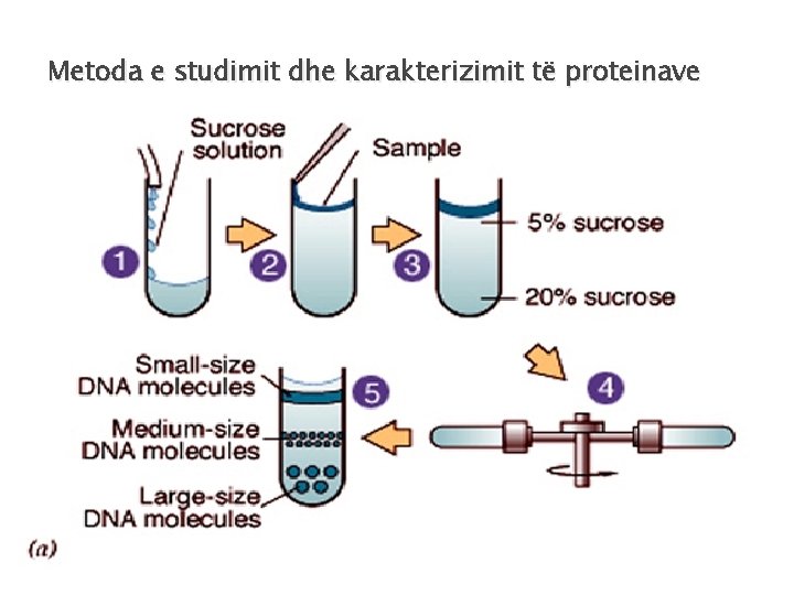 Metoda e studimit dhe karakterizimit të proteinave 