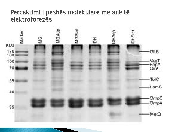 Përcaktimi i peshës molekulare me anë të elektroforezës 