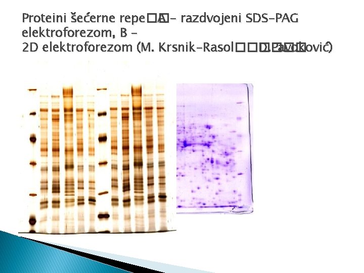 Proteini šećerne repe�� A - razdvojeni SDS-PAG elektroforezom, B 2 D elektroforezom (M. Krsnik-Rasol������