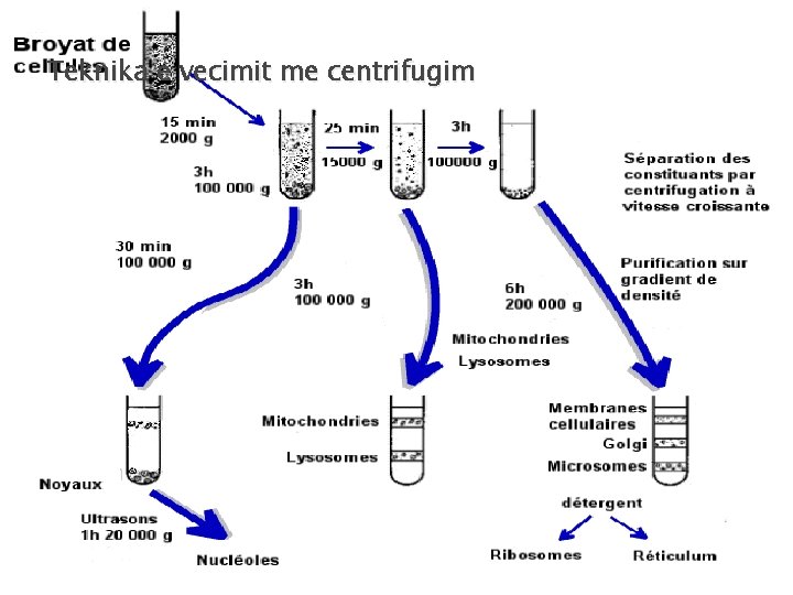 Teknika e vecimit me centrifugim 