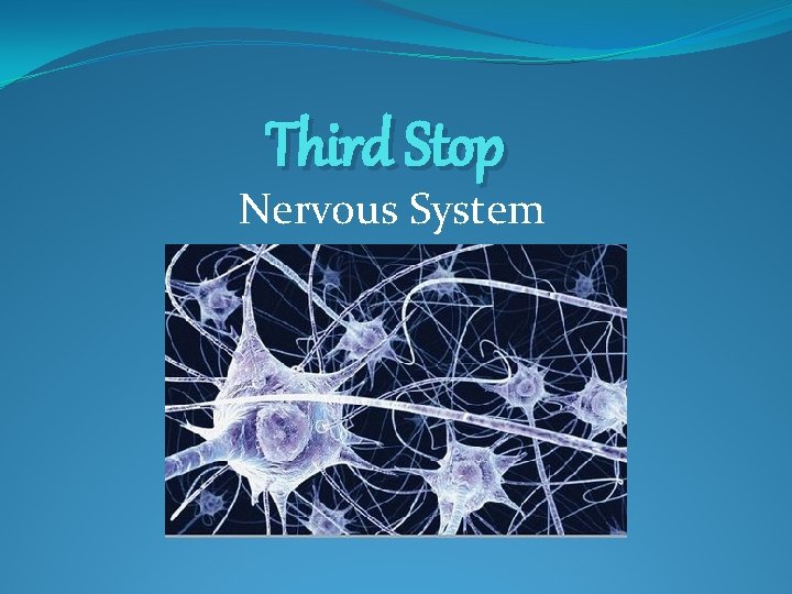 Third Stop Nervous System 