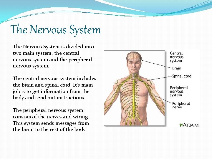 The Nervous System is divided into two main system, the central nervous system and