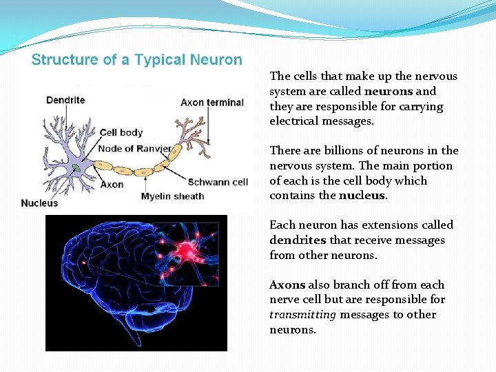 The cells that make up the nervous system are called neurons and they are