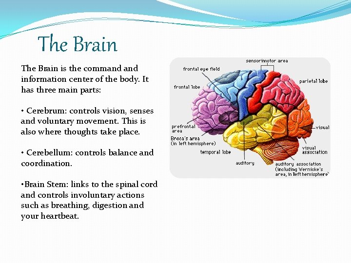 The Brain is the command information center of the body. It has three main