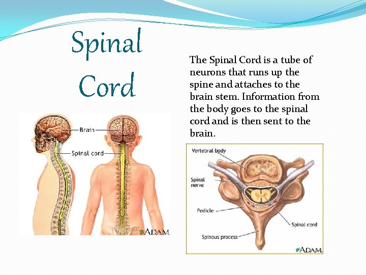 Spinal Cord The Spinal Cord is a tube of neurons that runs up the