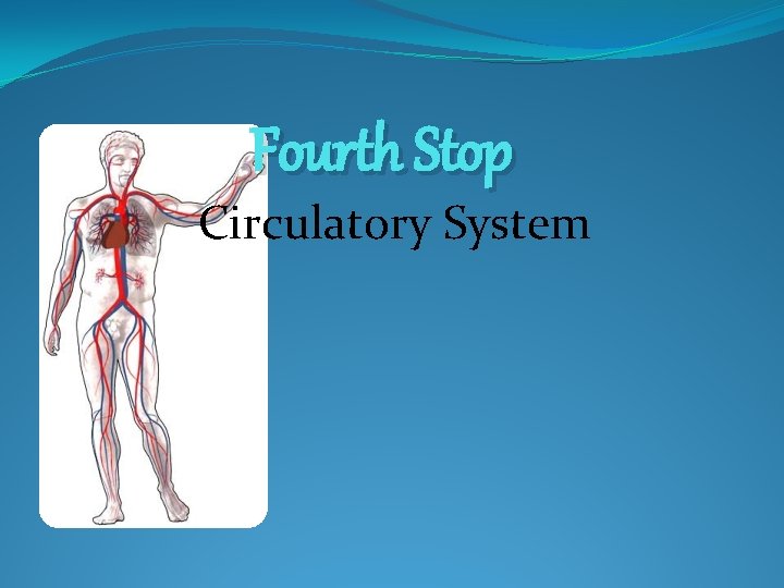 Fourth Stop Circulatory System 