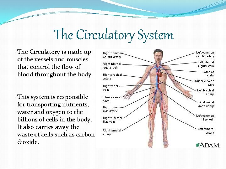 The Circulatory System The Circulatory is made up of the vessels and muscles that