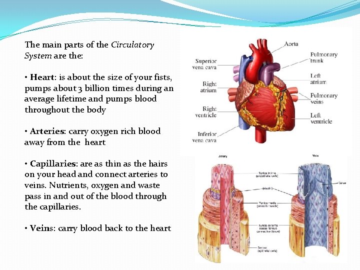 The main parts of the Circulatory System are the: • Heart: is about the