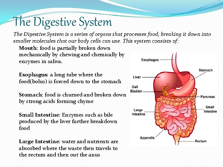 The Digestive System is a series of organs that processes food, breaking it down