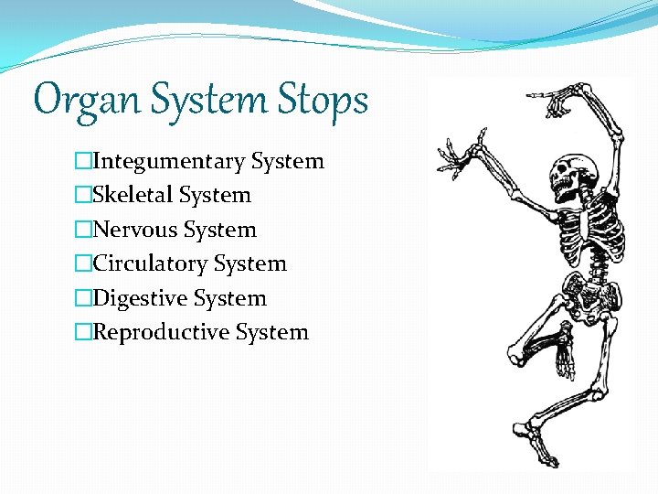 Organ System Stops �Integumentary System �Skeletal System �Nervous System �Circulatory System �Digestive System �Reproductive