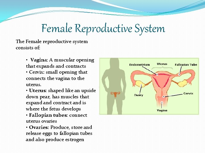 Female Reproductive System The Female reproductive system consists of: • Vagina: A muscular opening