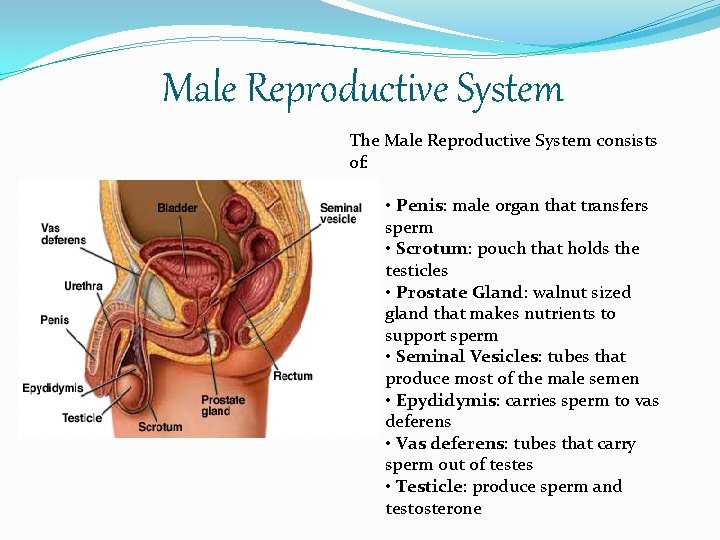 Male Reproductive System The Male Reproductive System consists of: • Penis: male organ that