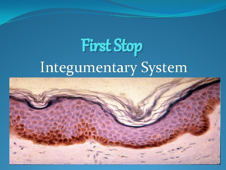 First Stop Integumentary System 