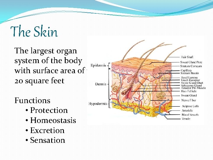 The Skin The largest organ system of the body with surface area of 1520