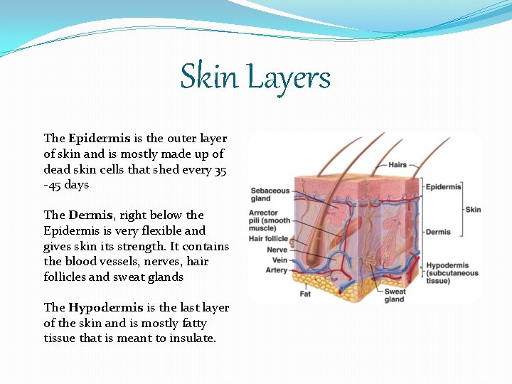 Skin Layers The Epidermis is the outer layer of skin and is mostly made