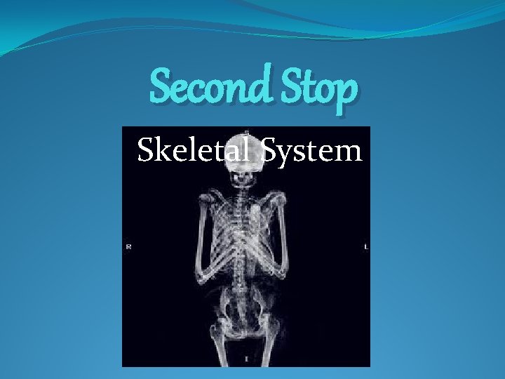 Second Stop Skeletal System 