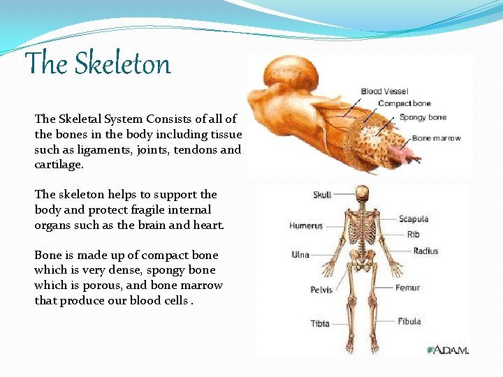 The Skeleton The Skeletal System Consists of all of the bones in the body