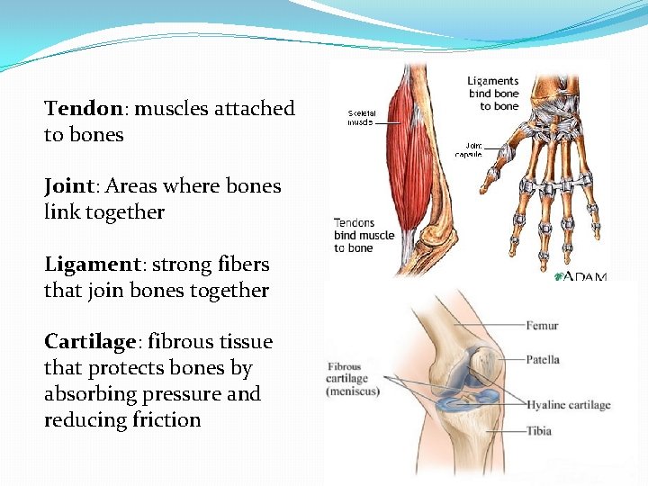 Tendon: muscles attached to bones Joint: Areas where bones link together Ligament: strong fibers