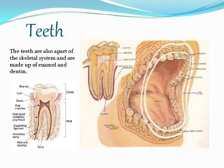Teeth The teeth are also apart of the skeletal system and are made up