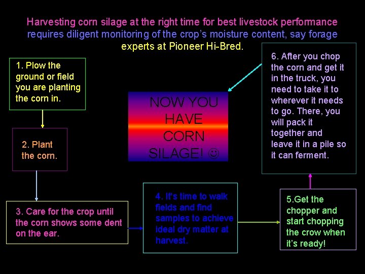 Harvesting corn silage at the right time for best livestock performance requires diligent monitoring