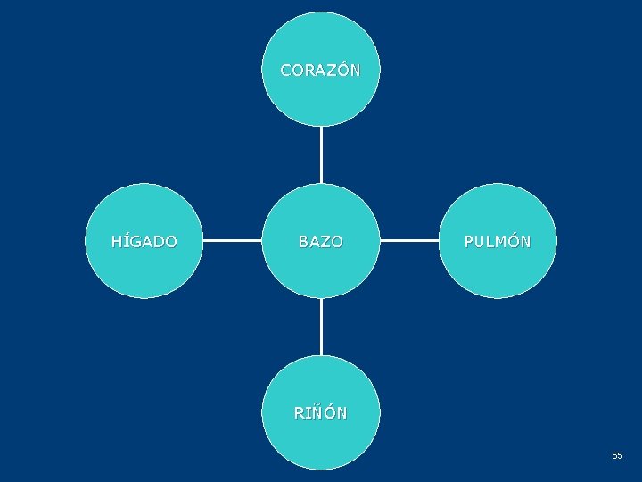 CORAZÓN HÍGADO BAZO PULMÓN RIÑÓN 55 