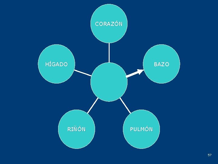 CORAZÓN HÍGADO RIÑÓN BAZO PULMÓN 57 