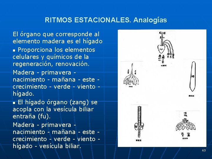 RITMOS ESTACIONALES. Analogías El órgano que corresponde al elemento madera es el hígado n